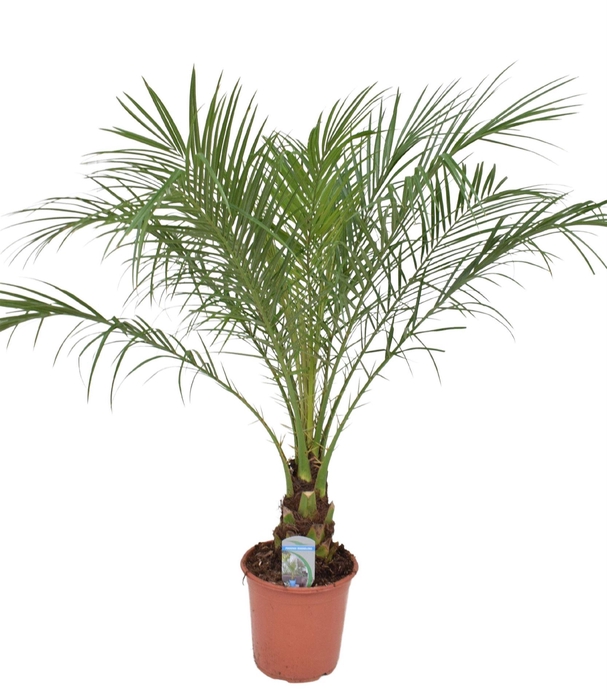 <h4>Phoenix roebelenii</h4>