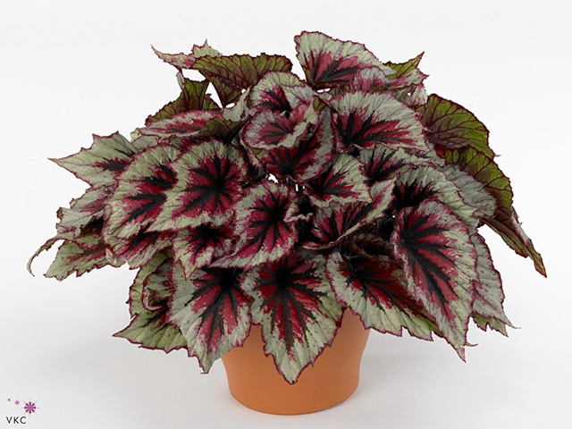 Begonia BD 'Beleaf Evening Glow'