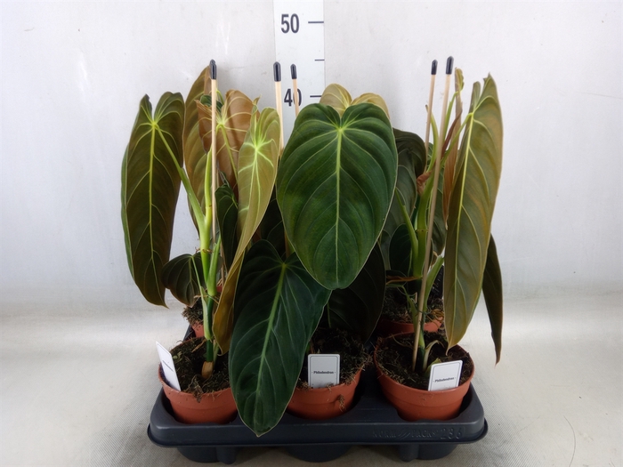 <h4>Philodendron melanochrysum</h4>