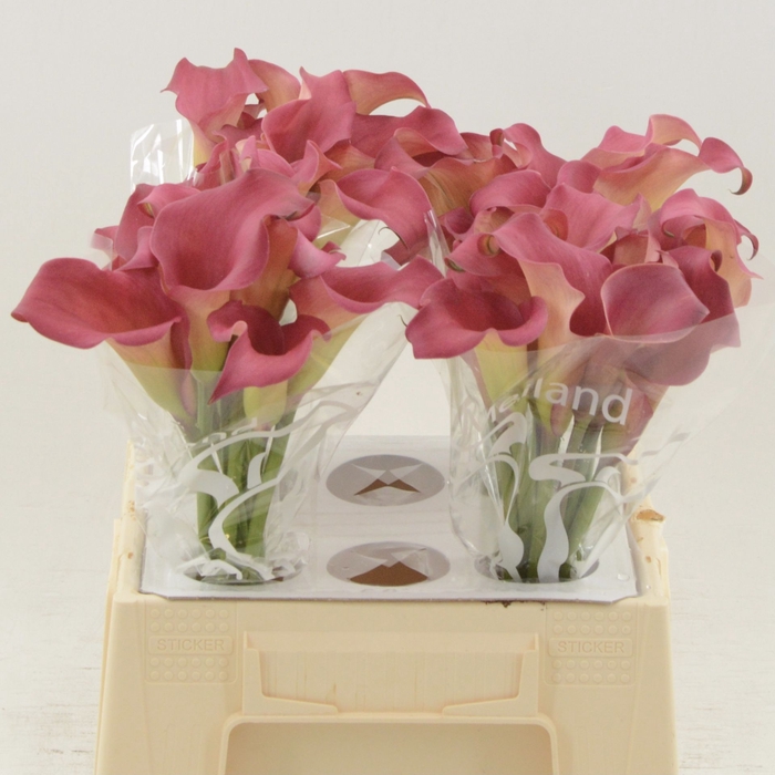 <h4>Calla Hollywood</h4>