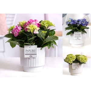 Hydrangea mix in P&PURE Ivy ceramics shiny white