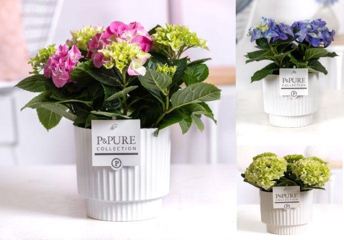 <h4>Hydrangea mix in P&PURE Ivy ceramics shiny white</h4>