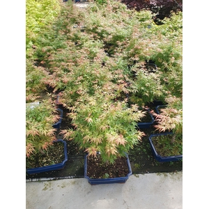 Acer palmatum 
