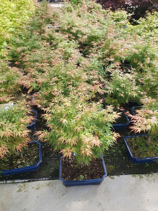 <h4>Acer palmatum "Wilson's pink dwarf", pot 32 cm.</h4>