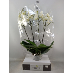 Phalaenopsis   ...white