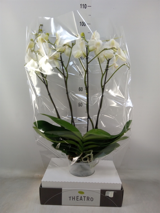 <h4>Phalaenopsis   ...white</h4>