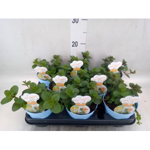 Mentha piperita