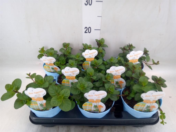 <h4>Mentha piperita</h4>