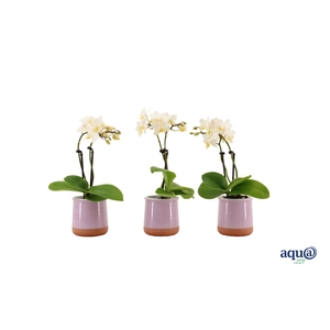 Valencia Lila Tiny Dolls Wit 2T12+ aqu@