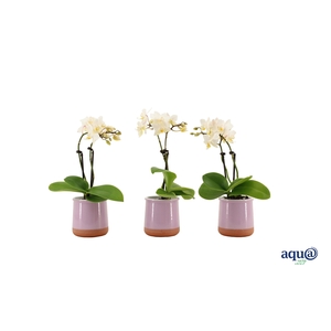 Valencia Lila Tiny Dolls Wit 2T12+ aqu@