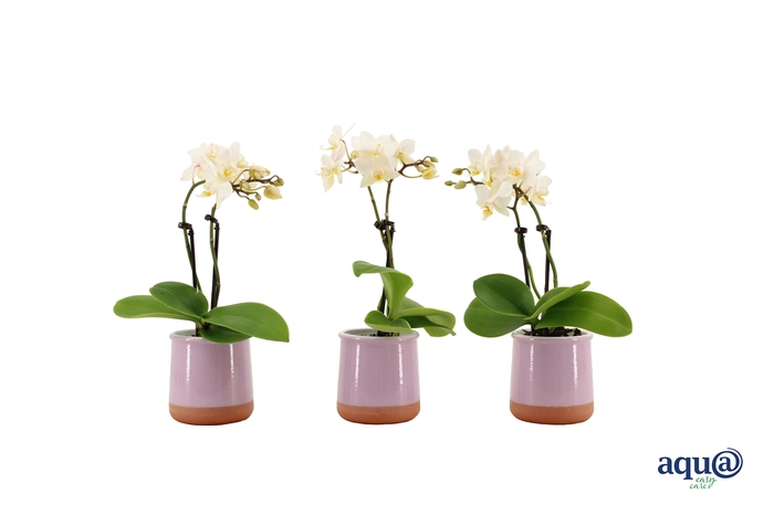 <h4>Valencia Lila Tiny Dolls Wit 2T12+ aqu@</h4>