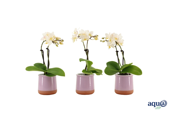 <h4>Valencia Lila Tiny Dolls Wit 2T12+ aqu@</h4>