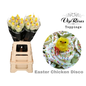 R GR EASTER CHICKEN DISCO x20