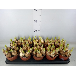 Narcissus  'Tete a tete'