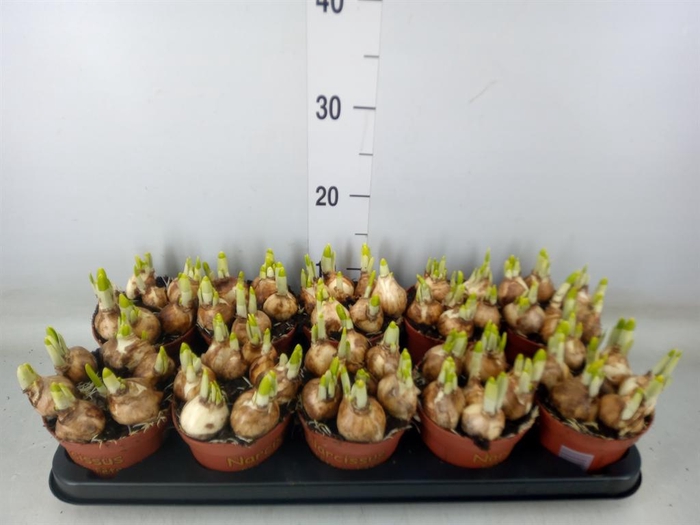 <h4>Narcissus  'Tete a tete'</h4>