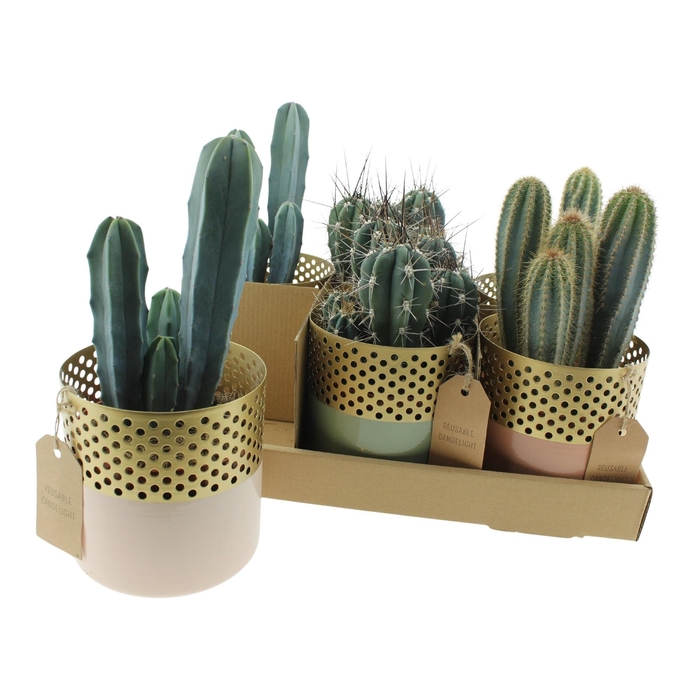 <h4>CACTUS OV</h4>