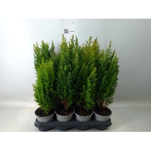Conifers   ...mix