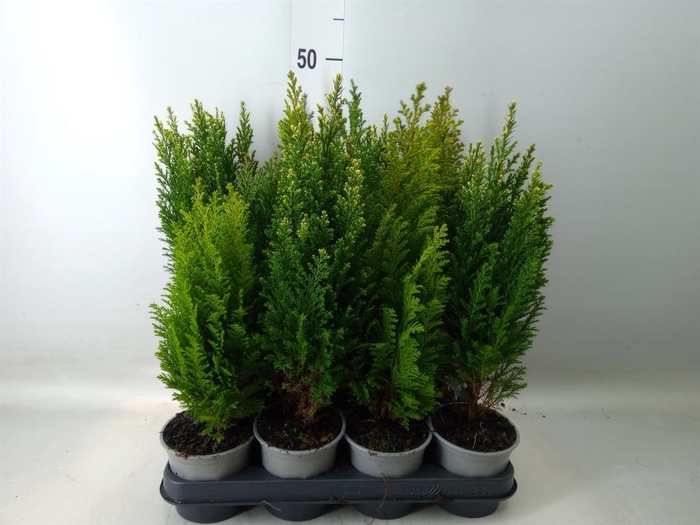 <h4>Conifers   ...mix</h4>