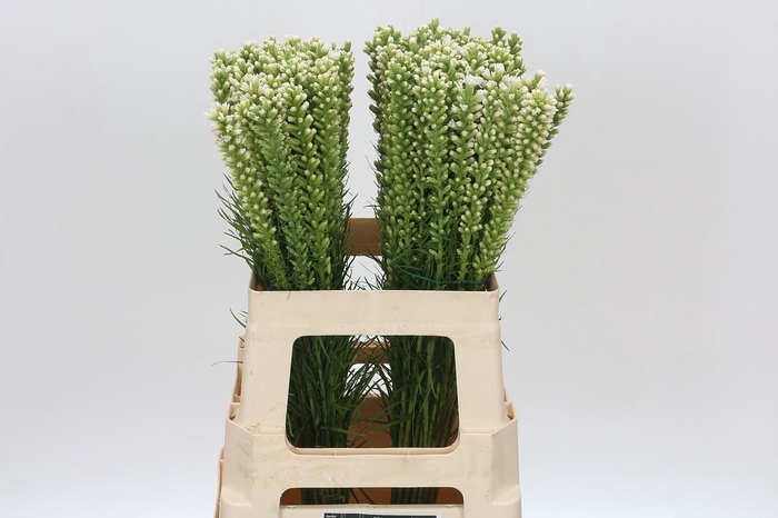 <h4>Liatris Spicata White Alba</h4>