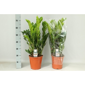 ZAMIO ZAMIIFOLIA