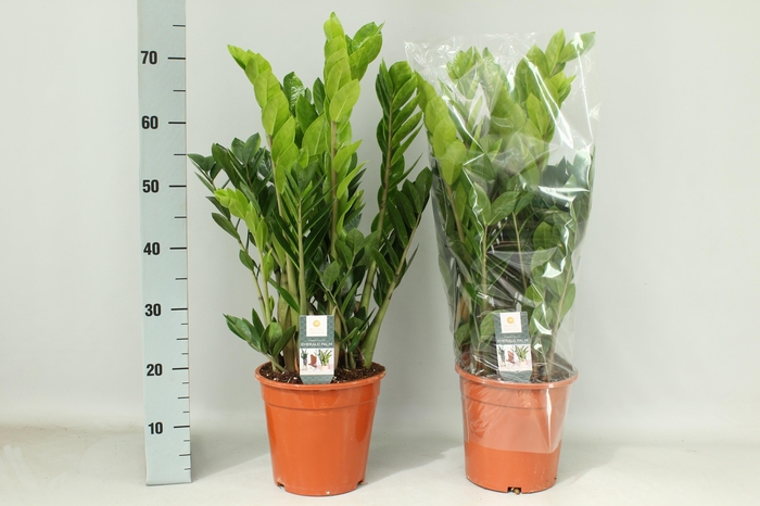 <h4>ZAMIO ZAMIIFOLIA</h4>