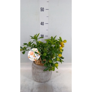 Arr.   Tuinplanten H%