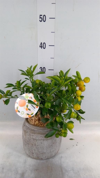 <h4>Arr.   Tuinplanten H%</h4>