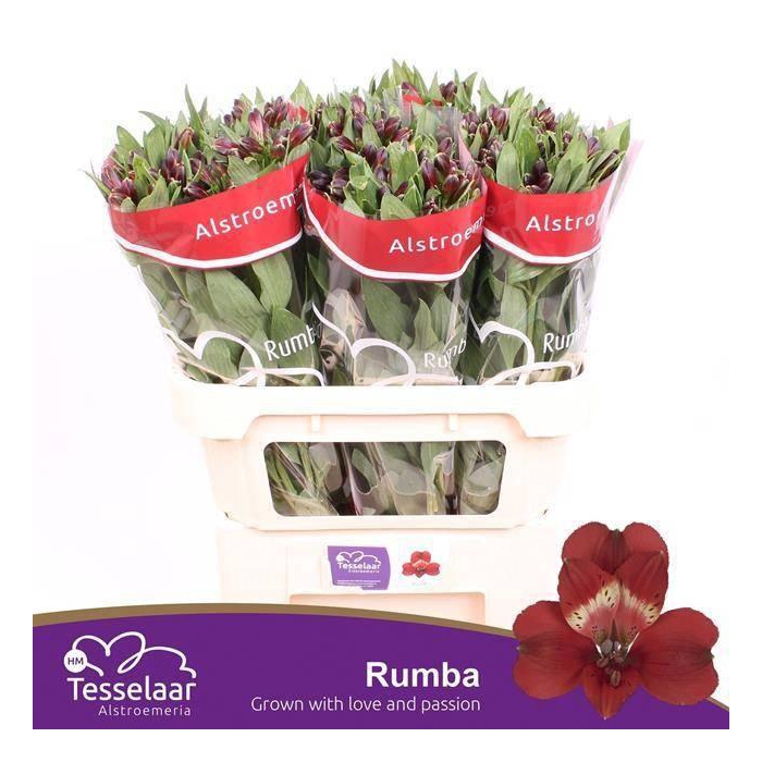 <h4>Alstr Rumba</h4>