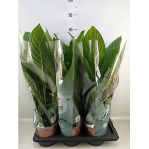 Spathiphyllum  'Bingo Cupido'