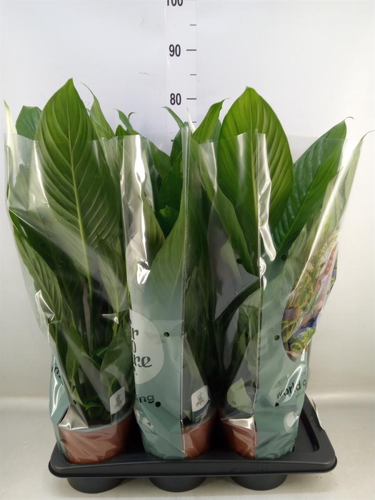 <h4>Spathiphyllum 'Bingo Cupido'</h4>