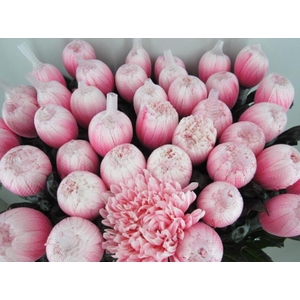 Chr G Antonov Pastel Pink