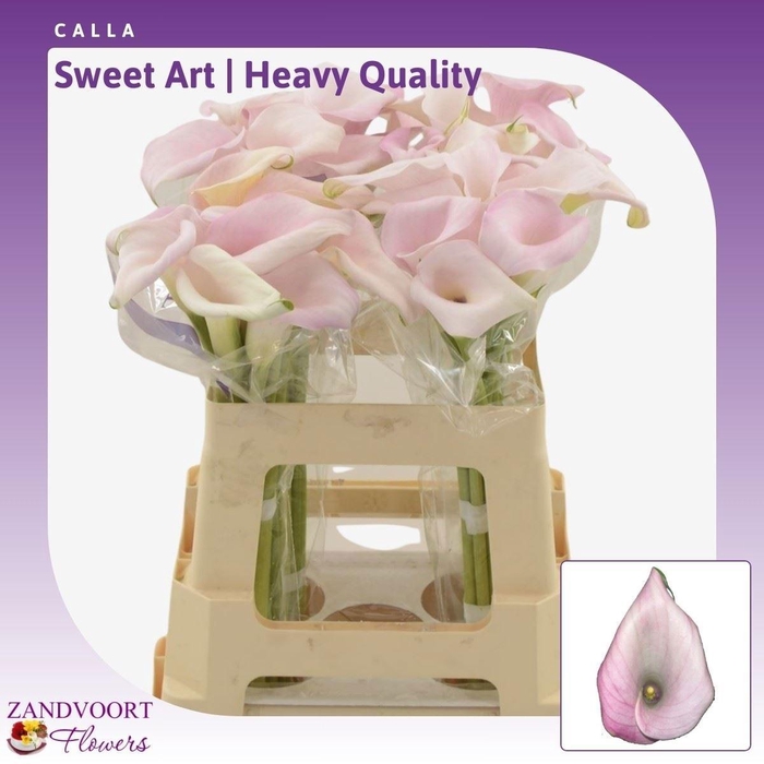 <h4>ZANT SWEET ART</h4>