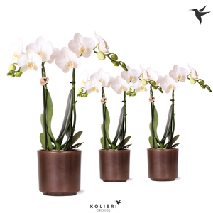 Kolibri Orchids Phalaenopsis white 2 spike in Simplicity pot copper