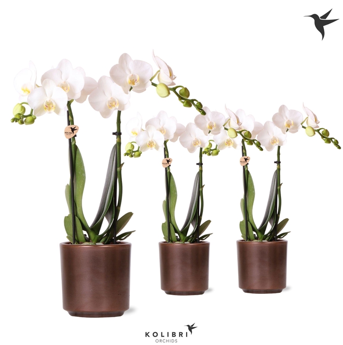 <h4>Kolibri Orchids Phalaenopsis white 2 spike in Simplicity pot copper</h4>