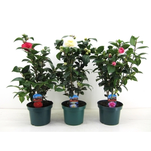 Camellia japonica