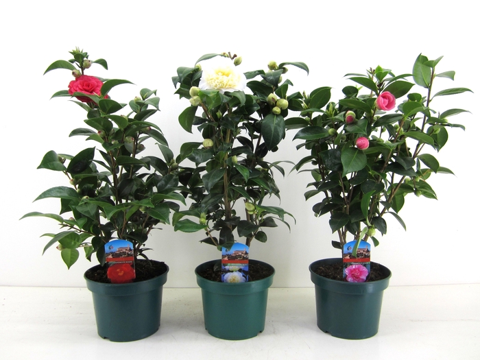 <h4>Camellia japonica</h4>