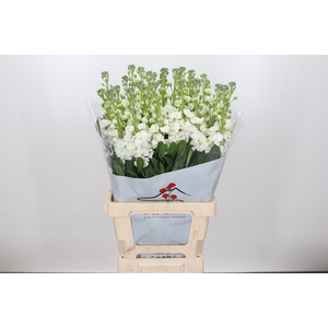 MATTH IRON WHITE