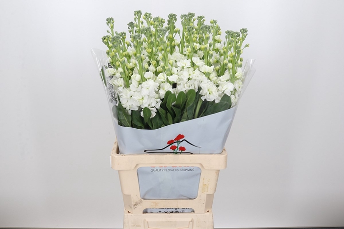 <h4>MATTH IRON WHITE</h4>