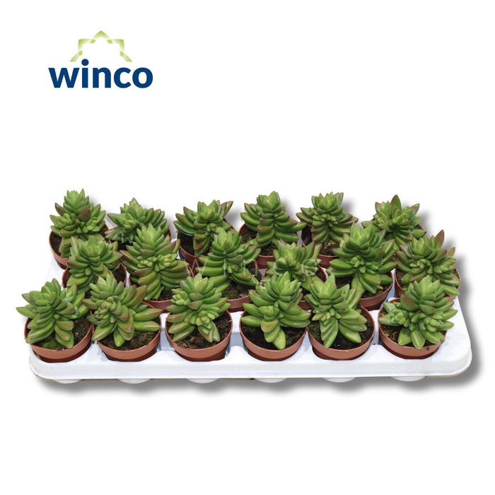 <h4>Crassula Ben</h4>