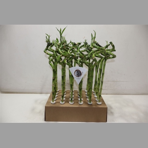 Dra Lucky Bamboo