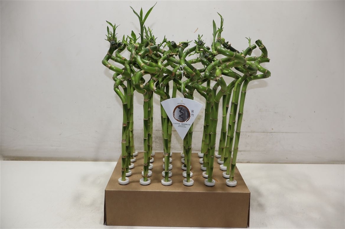 <h4>Dra Lucky Bamboo</h4>
