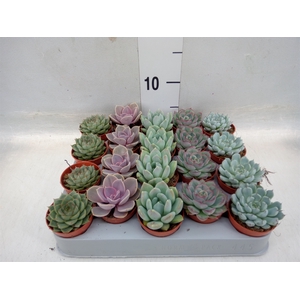 Echeveria   ...mix