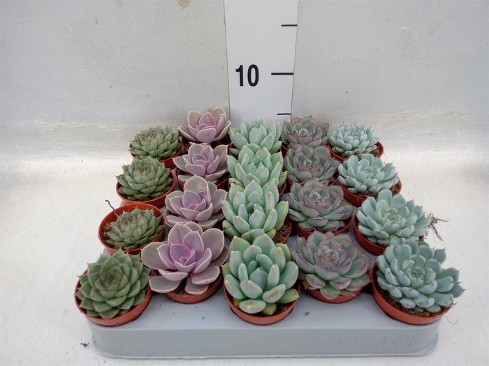 <h4>Echeveria   ...mix</h4>