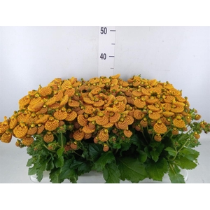 Calceolaria  'Calynopsis'   ...mix