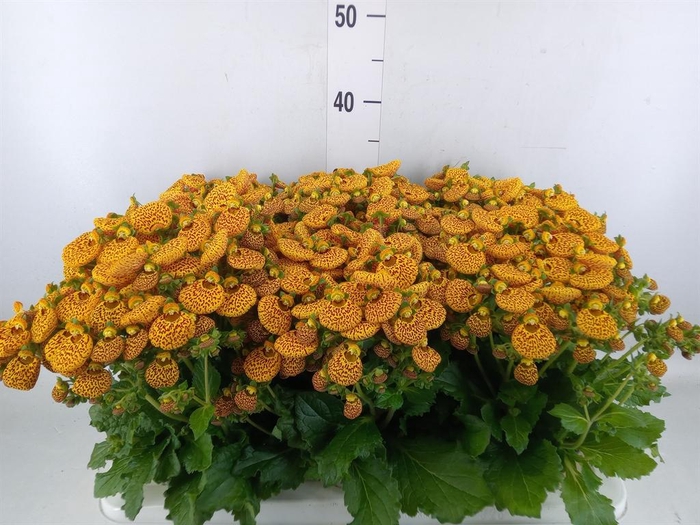 <h4>Calceolaria  'Calynopsis'   ...mix</h4>