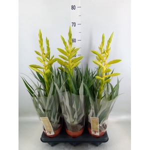 Tillandsia oerstediana