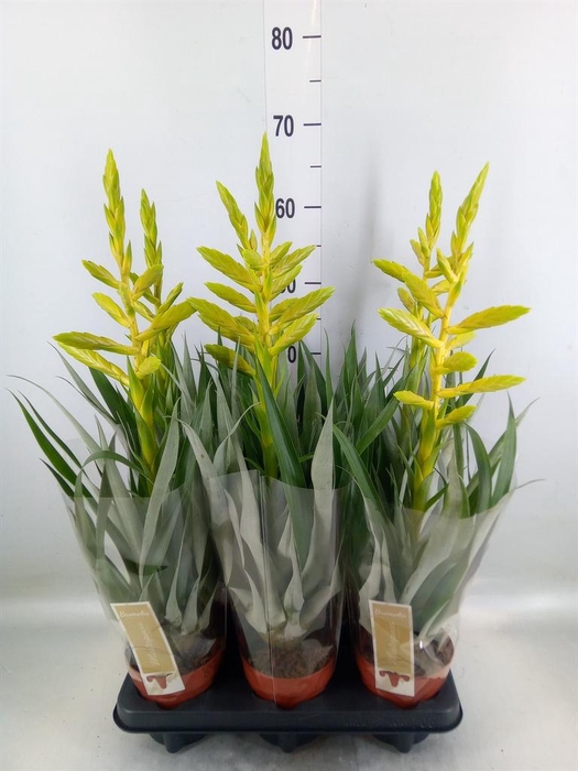 <h4>Tillandsia oerstediana</h4>