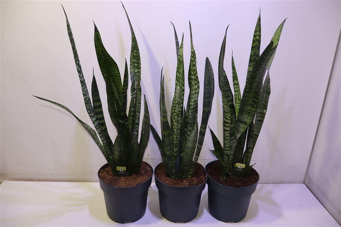 <h4>arr8 Sansev Zey Greenline</h4>