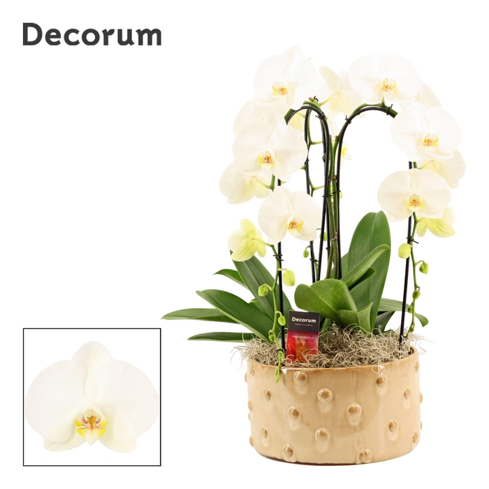 <h4>Belle cascade 3 tak symphony white (Deco-collection)</h4>