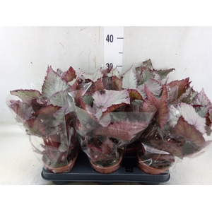 Begonia BD 'Hawaiian Silver'